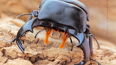 Insects Beetles insect