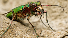 Insects Beetles iridescence