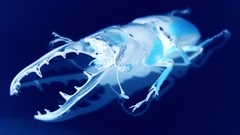 Insects Beetles monochrome Photo manipulation