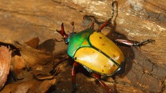 Insects Beetles multicolor