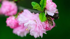 Insects blossoms