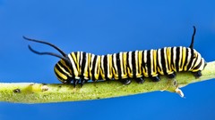Insects blue background caterpillars
