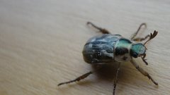 Insects Bug beetle insect