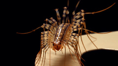 Insects Bug black background