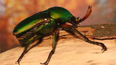 Insects Bug iridescence beetle