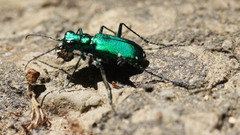 Insects Bug Metallic Beetles
