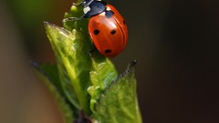 Insects bugs ladybirds