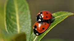 Insects bugs ladybirds
