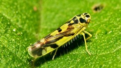 Insects bugs macro eupteryx