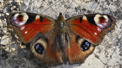 Insects Butterflies Animals