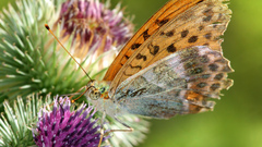 Insects Butterflies Thistles