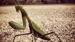 Insects Cameras Praying Mantis Photogen and Nycteris