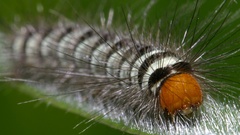 Insects caterpillars