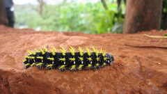 Insects caterpillars
