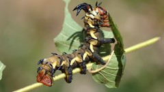 Insects caterpillars