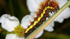Insects caterpillars