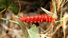 Insects caterpillars