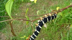 Insects caterpillars