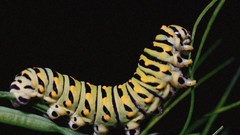 Insects caterpillars