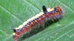 Insects caterpillars