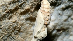 Insects caterpillars