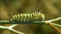 Insects caterpillars