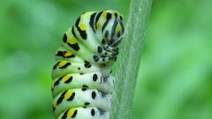 Insects caterpillars