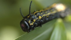 Insects caterpillars