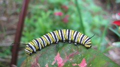 Insects caterpillars