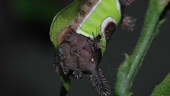 Insects caterpillars