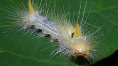 Insects caterpillars