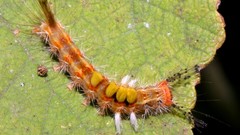 Insects caterpillars