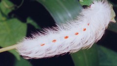 Insects caterpillars
