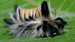 Insects caterpillars