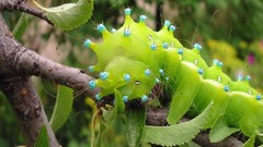 Insects caterpillars