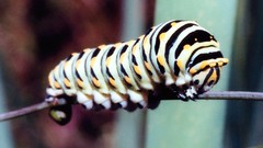 Insects caterpillars