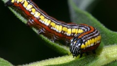 Insects caterpillars