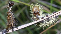 Insects caterpillars
