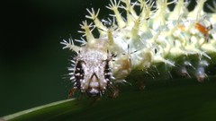 Insects caterpillars