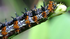 Insects caterpillars