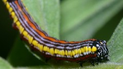 Insects caterpillars