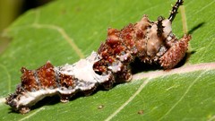 Insects caterpillars