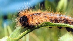 Insects caterpillars