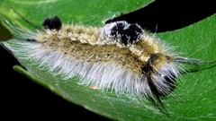 Insects caterpillars