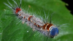 Insects caterpillars