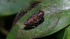 Insects caterpillars