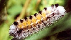 Insects caterpillars