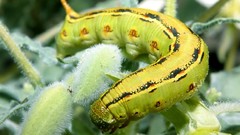Insects caterpillars