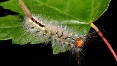 Insects caterpillars