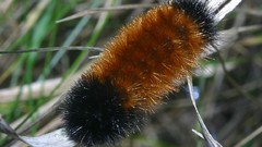 Insects caterpillars